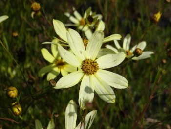 Plante-Vivace-Coreopsis-verticillata-'Moonbeam