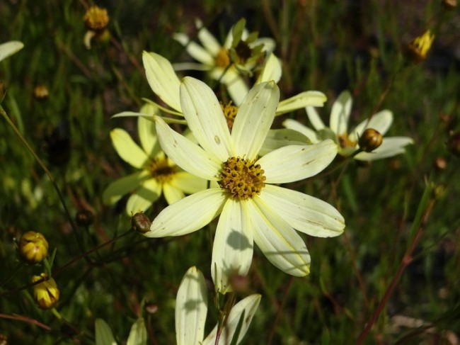 Plante-Vivace-Coreopsis-verticillata-'Moonbeam