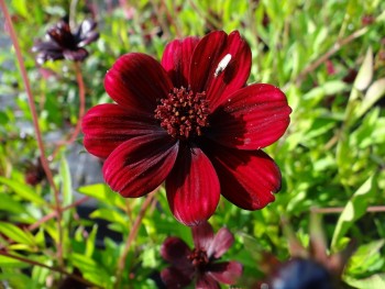 Plante-Vivace-Cosmos-atrosanguineus