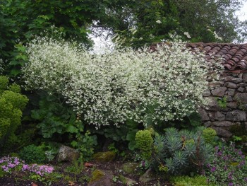 Plante-Vivace-Crambe-cordifolia