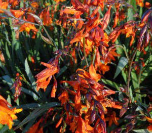 Plante-vivace-Crocosmia-'Emily-mckenzy'