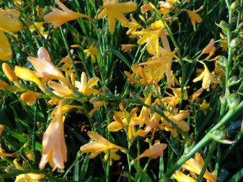 Plante-Vivace-Crocosmia-'Georges Davindson'