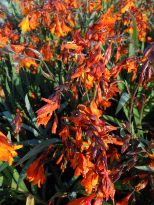 Plante-vivace-Crocosmia-'Emily-mckenzy'