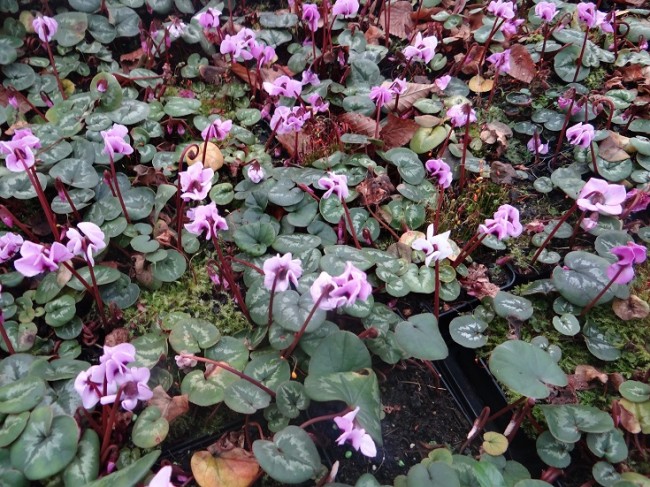 Plante-Vivace-Cyclamen-coum