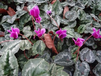 Plante-Vivace-Cyclamen-hederifolium