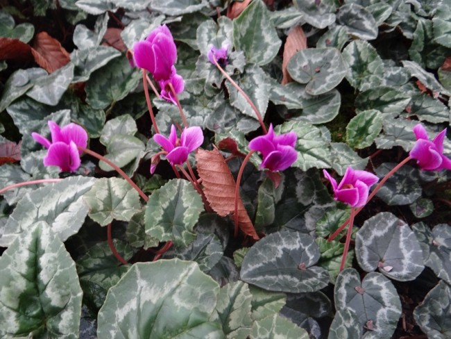 Plante-Vivace-Cyclamen-hederifolium