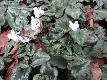 Plante-Vivace-Cyclamen-hederifolium-'Album'