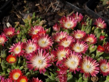 Plante-Vivace-Delosperma-'Jewel-Of-Desert-Ruby'