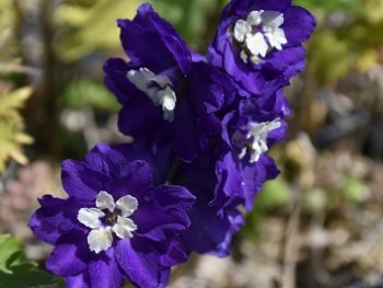 Plante-Vivace-Delphinium-King-Arthur