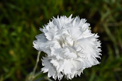 Plante-Vivace-Dianthus-caryophyllus-blanc