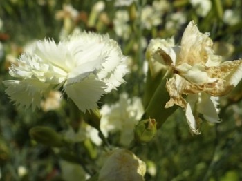 Plante-Vivace-Dianthus-caryophyllus-jaune