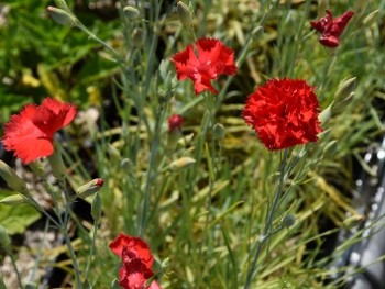 Plante-Vivace-Dianthus-caryophyllus-rouge