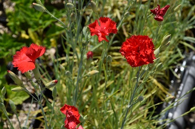 Plante-Vivace-Dianthus-caryophyllus-rouge
