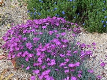 Plante-Vivace-Dianthus-corsicus