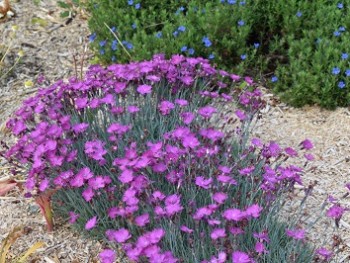 Plante-Vivace-Dianthus-corsicus