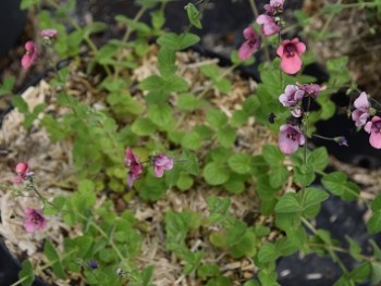 Plante-Vivace-Diascia-cordata