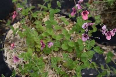 Plante-Vivace-Diascia-cordata