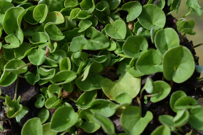 Plante-Vivace-Dichondra-repens