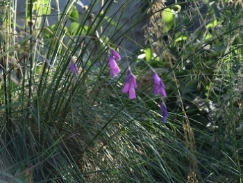 Plante-Vivace-Dierama-pulcherrinum