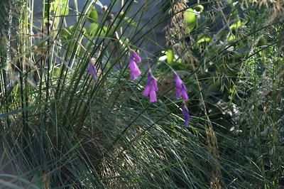 Plante-Vivace-Dierama-pulcherrinum