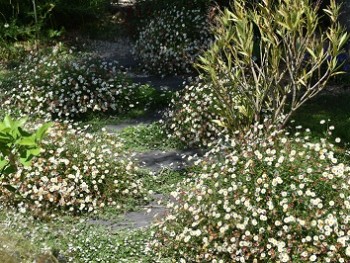 Plante-Vivace-Erigeron-karvinskianus