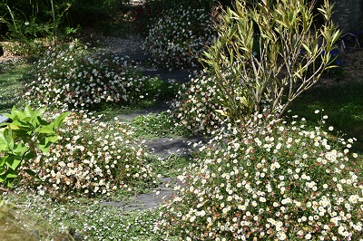 Plante-Vivace-Erigeron-karvinskianus