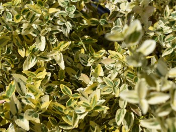 Plante-Vivace-Euonymus-fortunei-'Emerald-Gold'