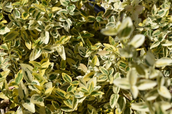 Plante-Vivace-Euonymus-fortunei-'Emerald-Gold'