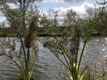 Plante-Vivace-Foeniculeum-vulgare-'Purpureum'