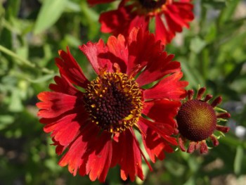 Plante-Vivace-Gaillardia-'Burgunder'