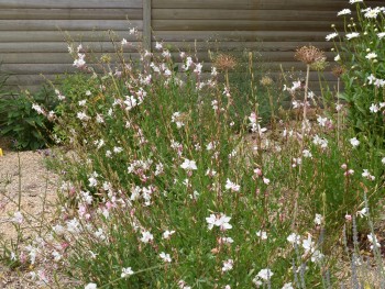 Plante-Vivace-Gaura-lindheimeri-'Whirling-Butterflie'