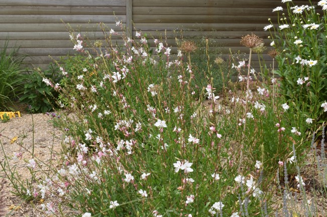 Plante-Vivace-Gaura-lindheimeri-'Whirling-Butterflie'