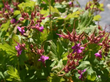 Plante-Vivace-Geranium-macrorrhizum'Ingwersen Variety'
