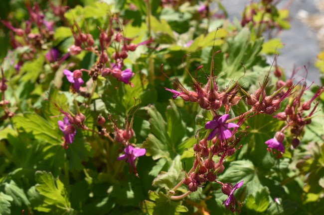 Plante-Vivace-Geranium-macrorrhizum'Ingwersen Variety'