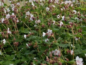 Plante-Vivace-Geranium-macrorhyzum-'Spessart'