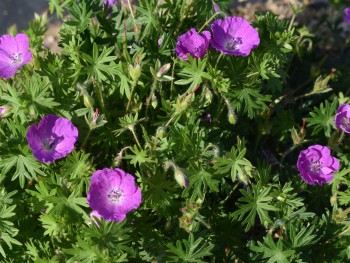 Plante-Vivace-Geranium-sanguineum-'Tiny-Monster'