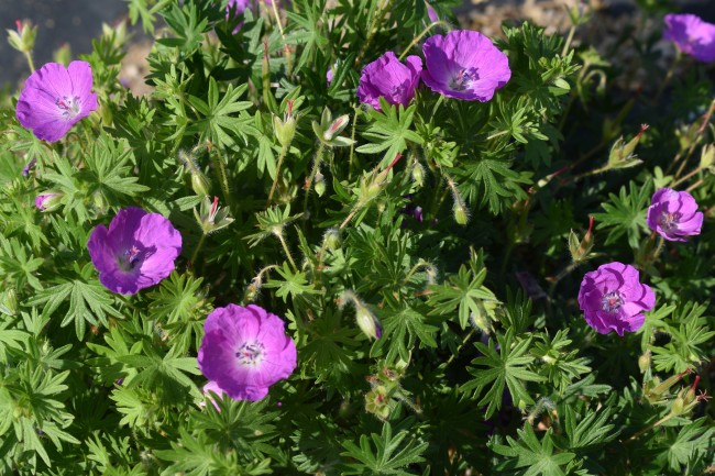 Plante-Vivace-Geranium-sanguineum-'Tiny-Monster'