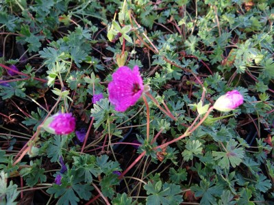 Plante-Vivace-Geranium-subcaulescens-'Splendens'