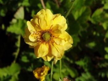 Plante-Vivace-Geum-'Lady-Stratheden'