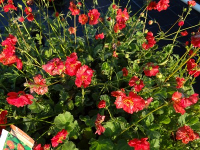 Plante-Vivace-Geum-'Mrs-Brashaw'