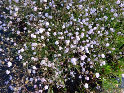 Plante-Vivace-Gypsophile-paniculata-'Pink-Festival'