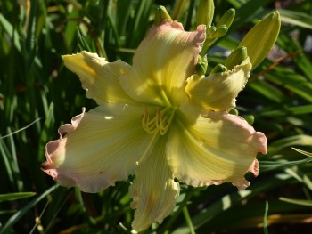 Plante-Vivace-Hemerocallis-'Big-Smile'