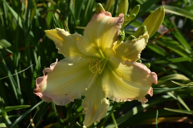 Plante-Vivace-Hemerocallis-'Big-Smile'