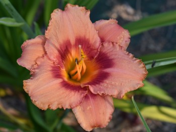 Plante-Vivace-Hemerocallis-'Elisabeth-Salter'