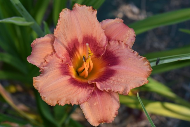 Plante-Vivace-Hemerocallis-'Elisabeth-Salter'