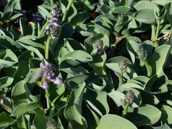 Plante-Vivace-Hosta-'Blue-Moos-Ears'