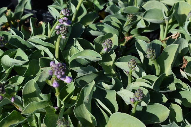 Plante-Vivace-Hosta-'Blue-Moos-Ears'