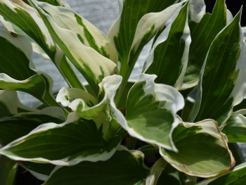 Plante-Vivace-Hosta-'Patriot'