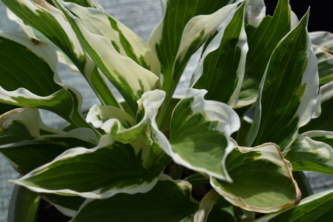 Plante-Vivace-Hosta-'Patriot'