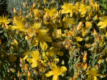 Plante-Vivace-Hypericum-olympicum